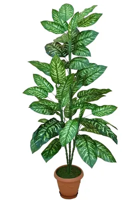 Диффенбахия пятнистая 'Рефлектор' (Dieffenbachia maculata 'Reflector') —  описание, выращивание, фото | на LePlants.ru