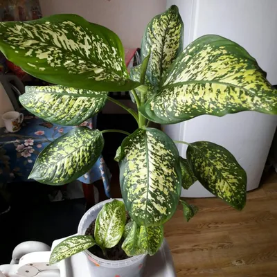 Диффенбахия пятнистая 'Компакта' (Dieffenbachia maculata 'Compacta') —  описание, выращивание, фото | на LePlants.ru