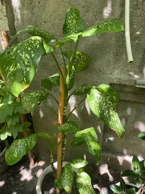 Искусственное растение Диффенбахия пятнистая в интернет магазине Украфлора