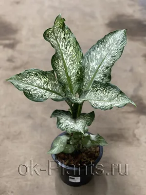 Коллекционный объект БСИ ДВО РАН: Dieffenbachia maculata (Диффенбахия  пятнистая 'Рефлектор')(Сорт:Reflector)