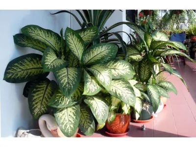 Диффенбахия Тикки – уход, цена в интернет-магазине комнатных растений.