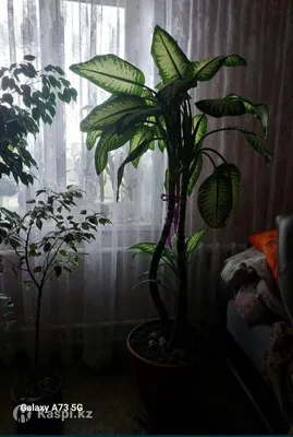 Диффенбахия Везувий ⌀17 65 см купить в Москве с доставкой | Магазин  растений Bloom Story (Блум Стори)