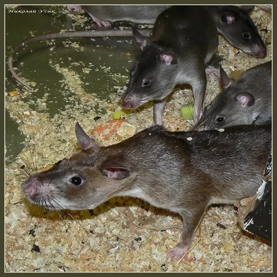 Дикая коричневая крыса около, который нужно поскакать Стоковое Изображение  - изображение насчитывающей фауна, движение: 144626589