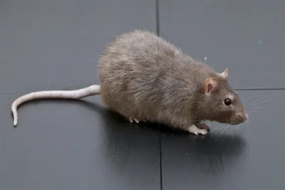 Коронавирус: крысы голодают и становятся агрессивнее. Насколько это опасно?  - BBC News Русская служба