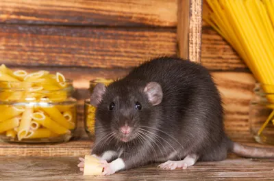 Информация про крыс - подробная статья