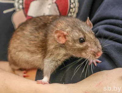 Чем человек может заразиться от крысы: список самых страшных инфекций