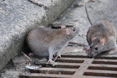 Сколько стоит завести крысу и чем может обернуться предновогодний ажиотаж
