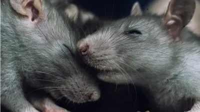 Дикие крысы фуражируя в лесу Стоковое Изображение - изображение  насчитывающей весна, крысы: 214614593