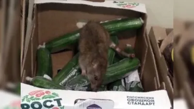 Самую жирную крысу-мутанта выловили полицейские — 09.04.2016 — В мире на  РЕН ТВ