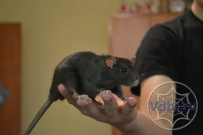 Активистка уже три года выхаживает диких крыс из Подмосковья, ее рекорд –  800 спасенных зверьков за один день