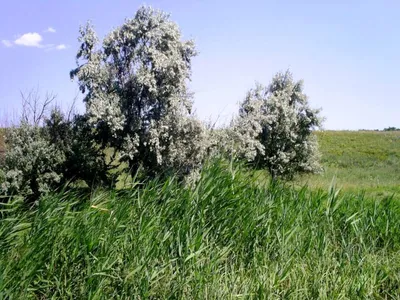 Красивое деревце с неприличным названием!\" Дикая олива, маслинка и северный  финик - это все про нее! | МАГУСТО | Дзен