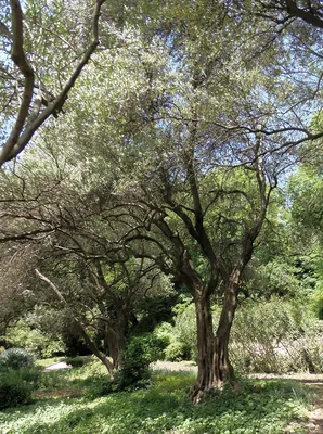 Маслина европейская (Olea europaea) — путеводитель по отдыху в Крыму