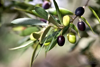 Семена дикой маслины (50 штук) лох серебристый косточка для саженцев  Elaeagnus commutata, насіння - Другие семена, саженцы и посевные материалы  Бердянск на SELO.ua