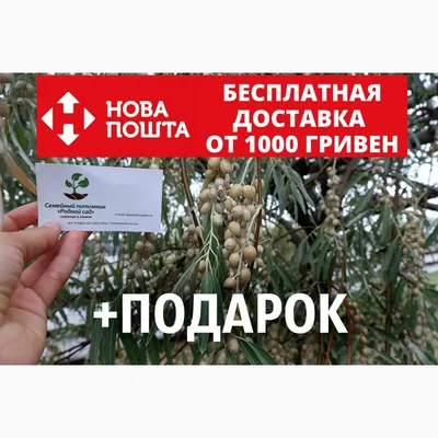 Олива / Olea Africana / Листья сушеные, целые, высший сорт