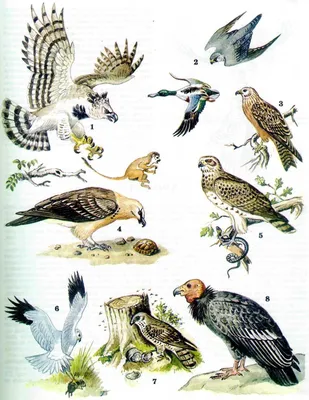 18 Бесплатных Карточек Дикие птицы на Русском | PDF | Картинки домашних  животных, Дошкольные проекты, Дикие птицы