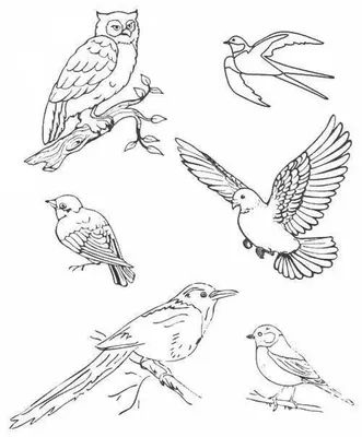 дикие птицы посреди их естественного мира и свободы. Стоковое Фото -  изображение насчитывающей глаз, красивейшее: 235551582