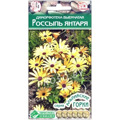 Диморфотека Полярная звезда 0,1г (Евро) ОД Цветы однолетние разные купить в  Красноярске 21 руб. с доставкой по России в интернет-магазине prekrassad.ru