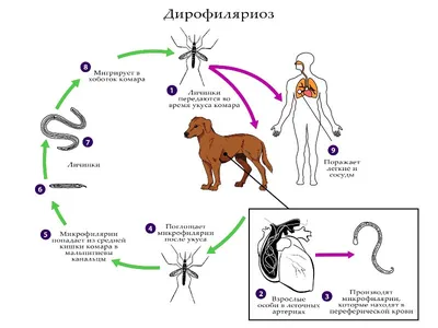 Дирофиляриоз! | Гаврилов-Ямская ЦРБ