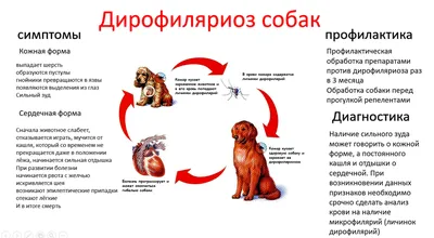 В Речице обнаружили редкое паразитарное заболевание, которое переносят  комары | Новости Беларуси | euroradio.fm