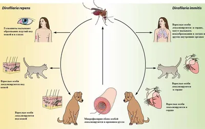 Дирофиляриоз лечение консультация в Санкт-Петербурге в медицинском центре  ID-CLINIC