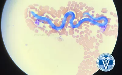 Исследование крови на дирофилляриоз для собак в ветеринарной клинике SQ-lap