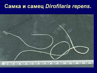 Дирофиляриоз у собак и кошек. Диагностика, лечение в РБ