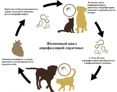 Среди заболевших дирофиляриозом есть волжане