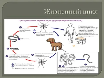 Блуждающая опухоль: почему бывает сложно заподозрить дирофиляриоз