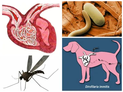 Дирофиляриоз у собак: симптомы, диагностика и лечение, препараты от  дирофиляриоза собак