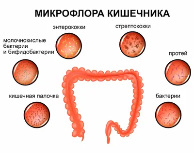 Дисбактериоз (дисбиоз) кишечника: симптомы, лечение, анализ, признаки, диета