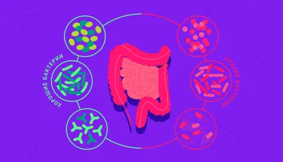 Дисбактериоз кишечника у женщин, мужчин и детей — блог медицинского центра  ОН Клиник