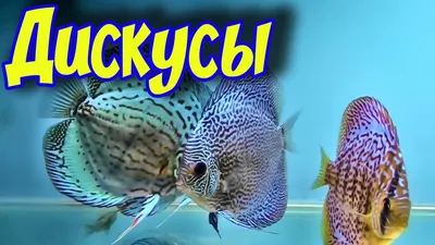 Рыбки дискусы – уход и содержание, описание, размножение, фото