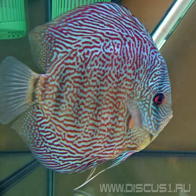 Discus Red Snake Skin (Дискус Красная змеиная кожа) - Дискус 1