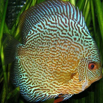 Дискус змеиная кожа (Snakeskin Discus), размер 10,0-12,0 cм