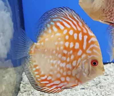 Дискус блю даймонд (Symphysodon Discus) - 4,5-5см L-2019-10-460 купить  оптом и в розницу ≡ Labeo ᐈ labeo.com.ua ⋆ Спешите купить!