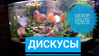 Дискус Блю Даймонд, Змеиная кожа Взрослые: 2 000 грн. - Аквариумистика Киев  на Olx