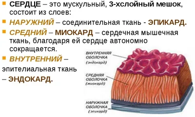 Нередко в заключениях врачей встречается такой диагноз, как дисплазия  соединительной ткани - Соклиника