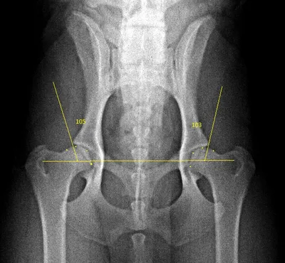 Дисплазия тазобедренных суставов у собак