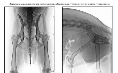 Почему у собаки внезапно отказывают и отнимаются задние лапы