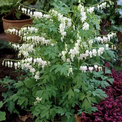 Дицентра классическая белая. (Dicentra spectabilis) купить в  интернет-магазине ЦВІТСАД с доставкой по Украине