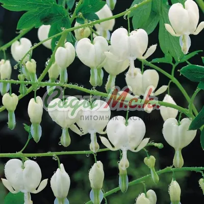 Дицентра спектабилис Уайт (Dicentra Spectabilis White) купить с доставкой  по Беларуси \"BuonRoza \"