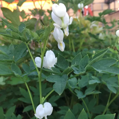 Дицентра великолепная - белый - Dicentra spectabilis – Garden Seeds Market  | Бесплатная доставка