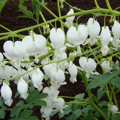 Дицентра: Дицентра великолепная 'Alba' | Dicentra spectabilis 'Alba' |  Питомник \"Прохладный\", Екатеринбург