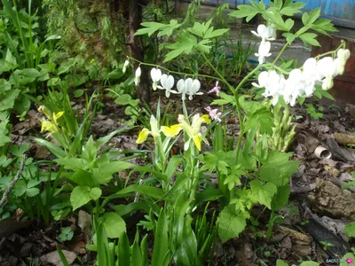 Дицентра великолепная белая — Dicentra spectabilis Alba | Flickr