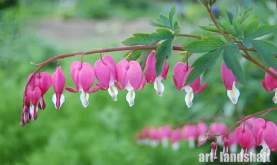 Дицентра великолепная (Dicentra spectabilis) - купить саженцы в Минске и  Беларуси