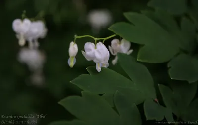 Дицентра великолепная \"Alba\" | Euro-plant