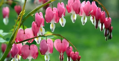 Цветок дицентра — разбитое сердце как символ сострадания | блог интернет -  магазина АртФлора