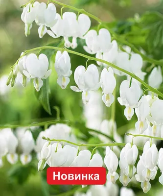 Дицентра: схема посадки в саду | GreenMarket