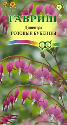 Дицентра красивая Аврора - купить саженцы в садовом центре Gardenstreet  Нижний Новгород