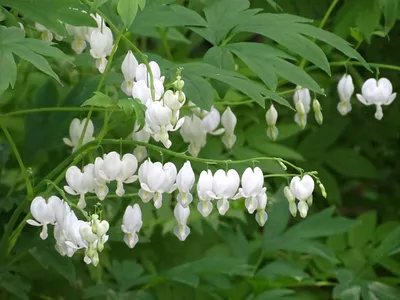 Дицентра спектабилис Уайт (Dicentra Spectabilis White) купить с доставкой  по Беларуси \"BuonRoza \"